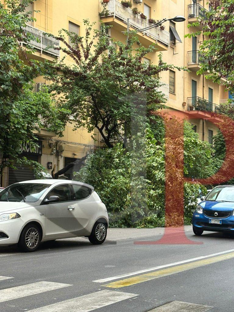 Albero caduto via Sciuti