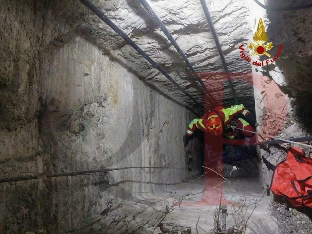 bagheria vigili cane 1