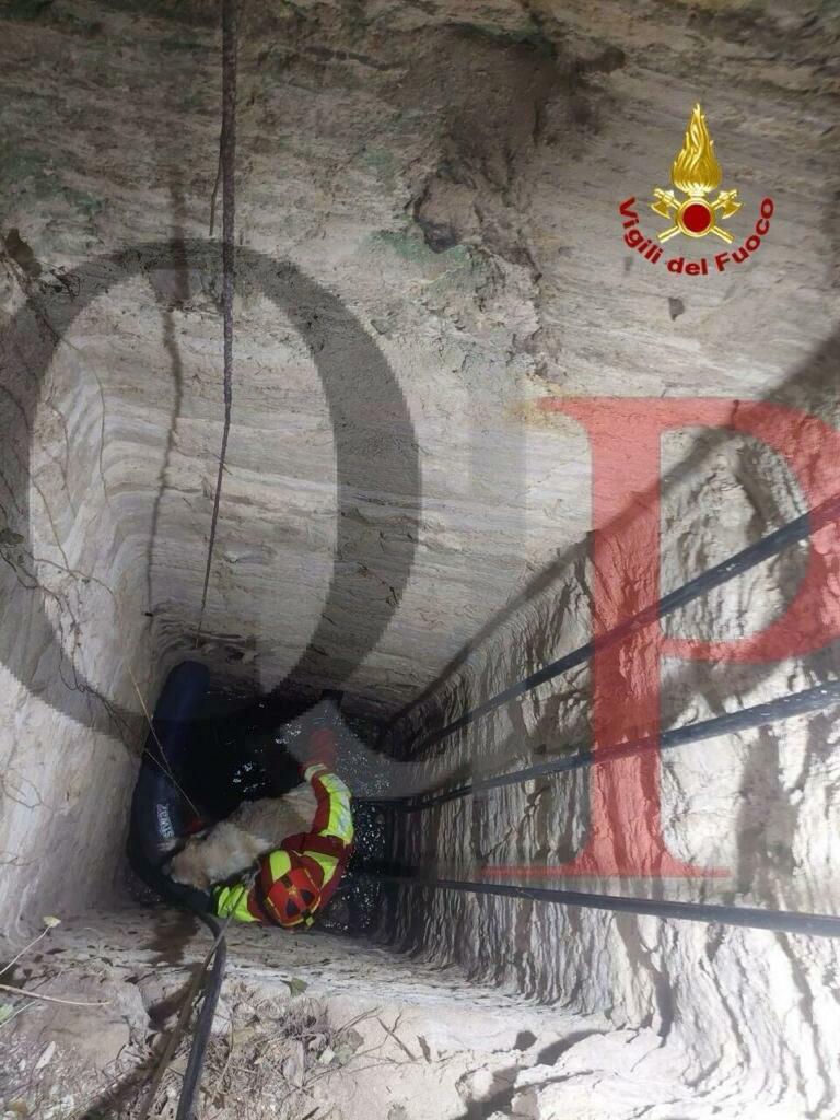 bagheria vigili cane 2